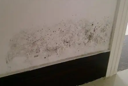 墙体潮湿发霉怎么处理方法